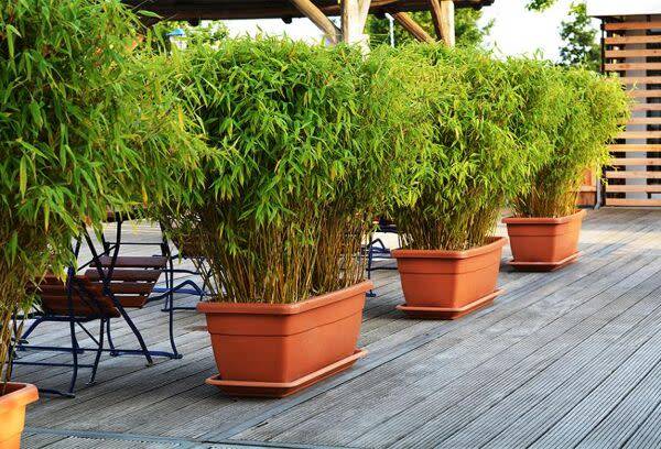 Choisir un bambou pour un pot ou une jardinière