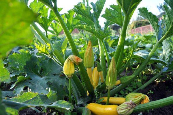 Peut-on cultiver des courgettes près des courges ?