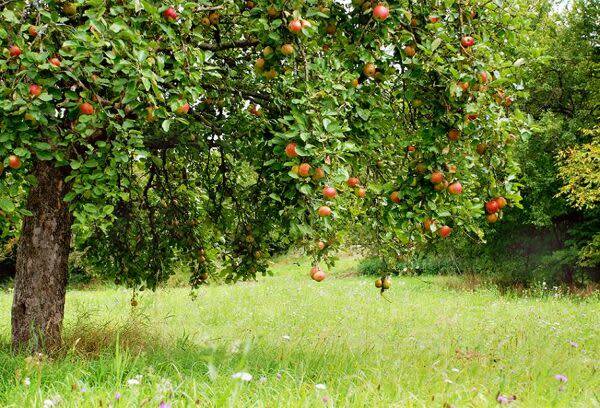 Tout sur le pommier bio