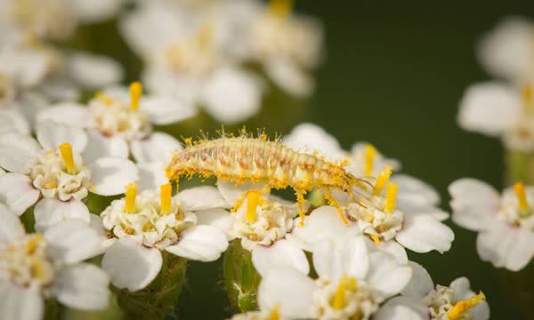 Les insectes amis du jardinier : alliés naturels au potager