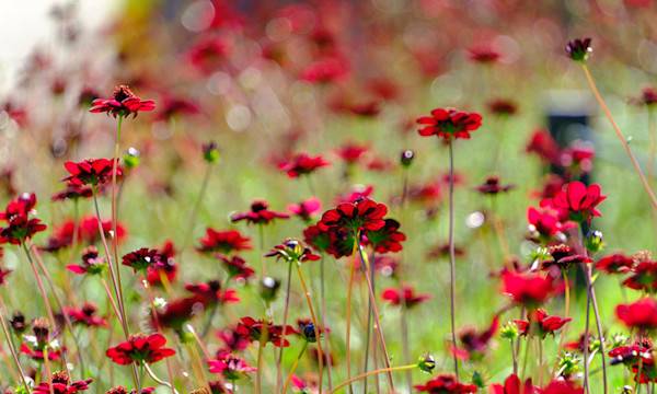 Cosmos chocolat : plantation, entretien