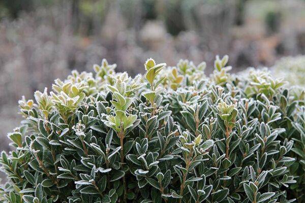 Les dégâts du froid sur les végétaux