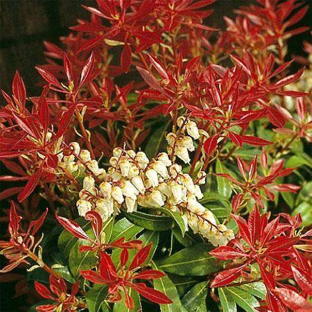 Pieris 'Mountain Fire'