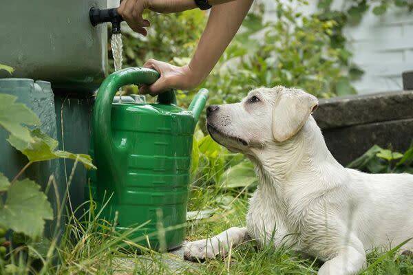 Avoir une réserve d'eau dans le jardin