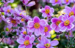 Anémone du Japon en fleurs roses