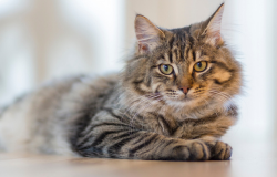 chat allongé 