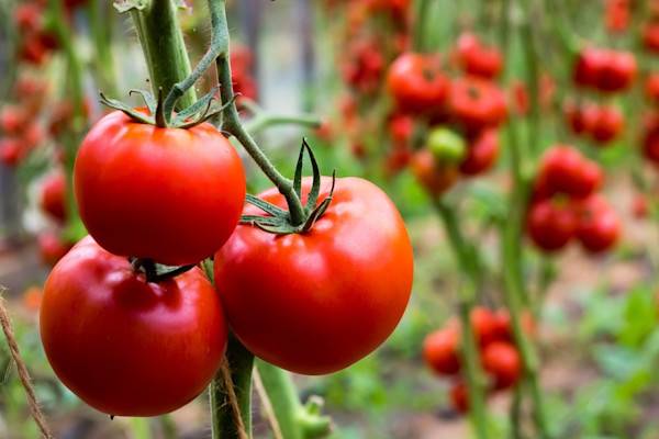 Comment cultiver des tomates sous serre ?