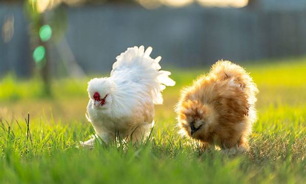 Comment protéger vos poules des intenses chaleurs estivales ? #Comment protéger vos poules des intenses chaleurs estivales ? © Peredniankina - stock.adobe.com