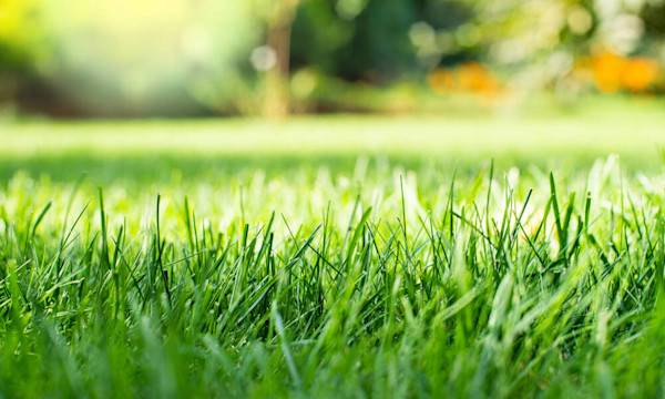 Pourquoi et comment scarifier la pelouse ? - © Mikhailov Studio - stock.adobe.com