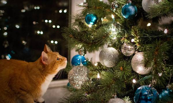 Comment protéger son sapin de Noël des chats et des chiens ? - © Brittany - stock.adobe.com