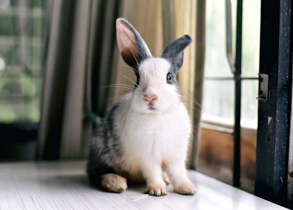 Un lapin en liberté dans la maison - © ARTFULLY-79 - stock.adobe.com