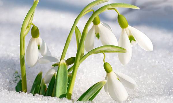 Entretien du perce-neige # Entretien du perce-neige - © Pavlo Vakhrushev - stock.adobe.com
