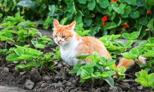 Comment protéger les plantes des chats ? - © Iryna_B - stock.adobe.com