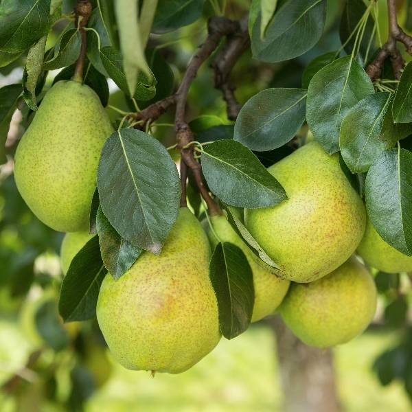 Poires dans l'arbre