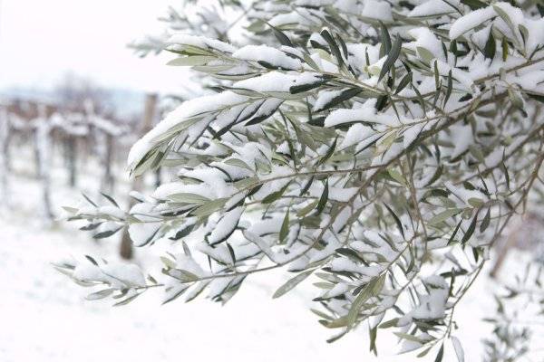 # Comment protéger l'olivier du froid pendant l'hiver ? © katja kodba - stock.adobe.com