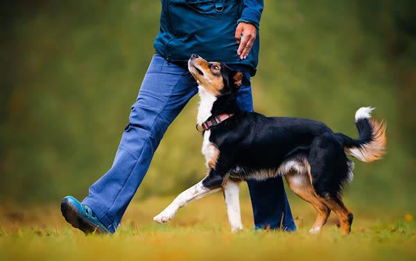 Éduquer son chien avec le renforcement positif
