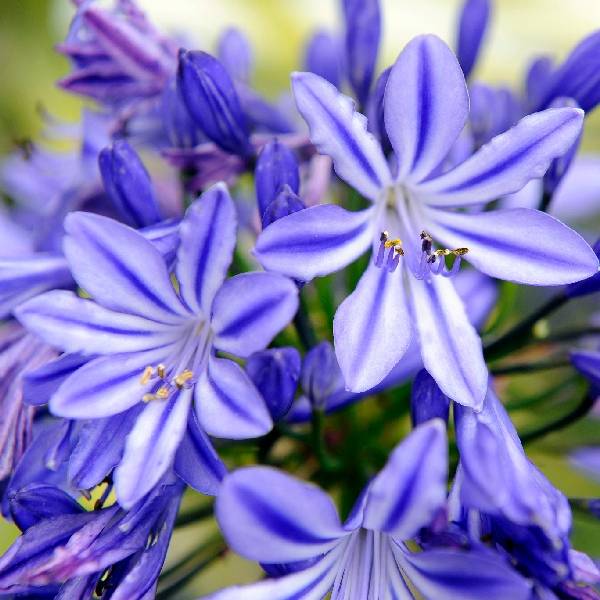Agapanthe bleue en fleur