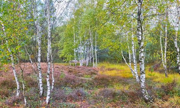 10 plantes qui aiment le froid