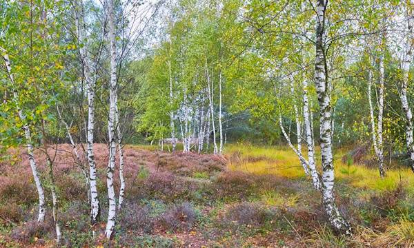 10 plantes qui aiment le froid