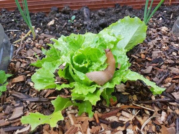 #Comment éviter que les limaces grignotent es légumes du potager ? © La Huertina De Toni - stock.adobe.com
