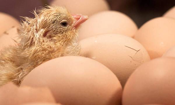 L’éclosion des poussins - © JMP de Nieuwburgh - stock.adobe.com