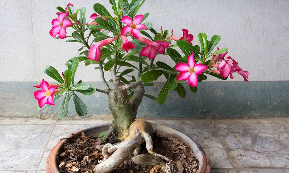 Adenium obesum
