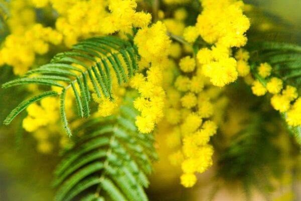 Planter le mimosa