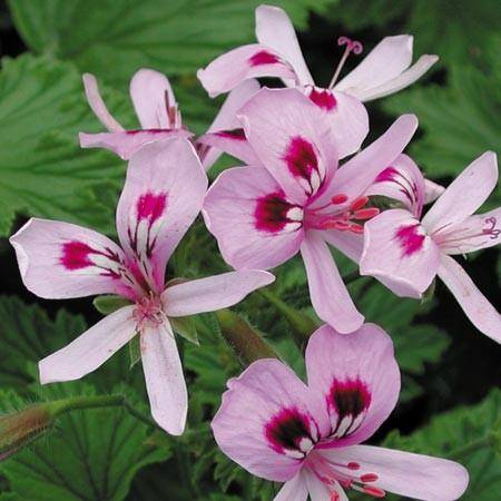Pélargonium 'Citronella' 