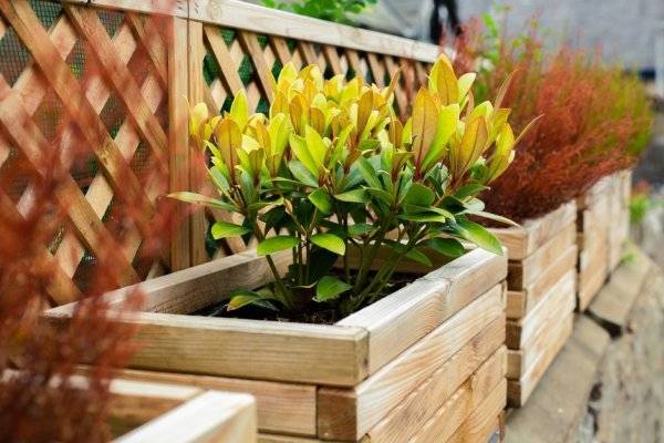  # Un pot de fleur en bois est parfait pour mettre les plantes en valeur - © martina87 - stock.adobe.com
