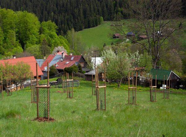 Quel arbre fruitier planter en altitude ?