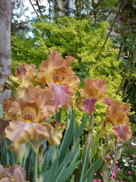 Planter les iris