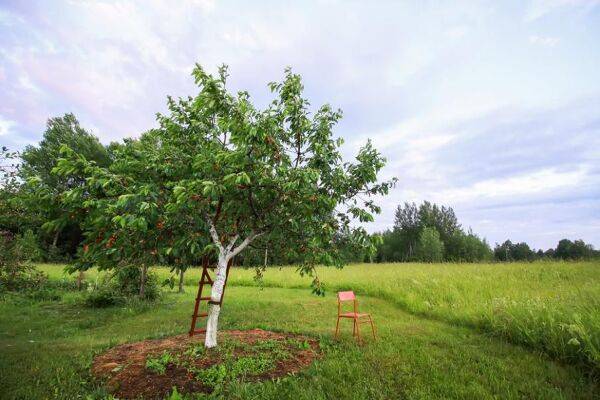 Peut-on faire un potager au pied d'un cerisier ? ©pictures_for_you - stock.adobe.com