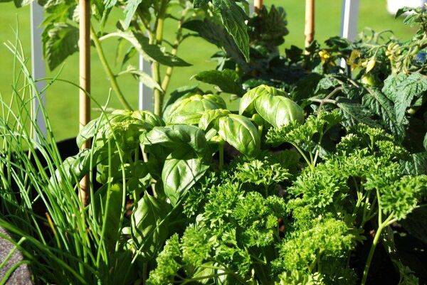 Comment réaliser une belle jardinière de plantes aromatiques ?