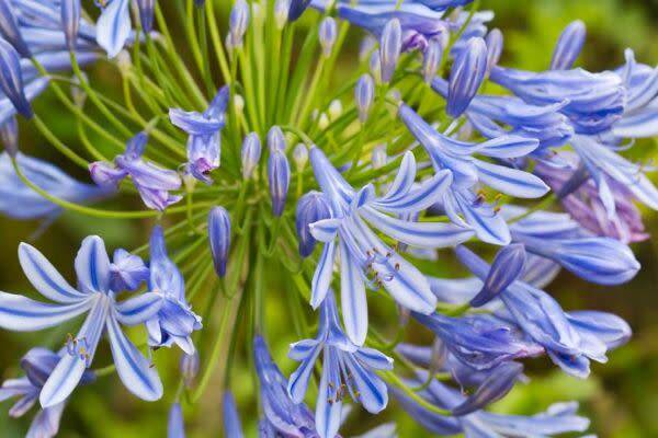 Planter des agapanthes en pot