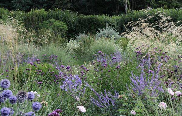 Nuage de graminées et de floraisons mauves