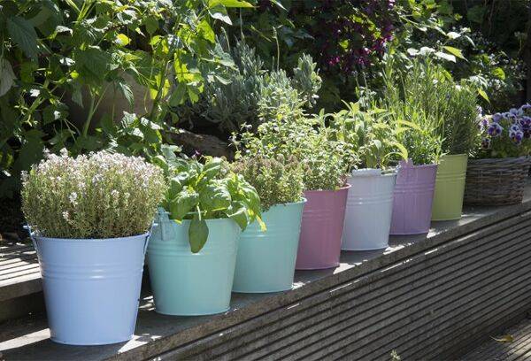 Planter les plantes aromatiques