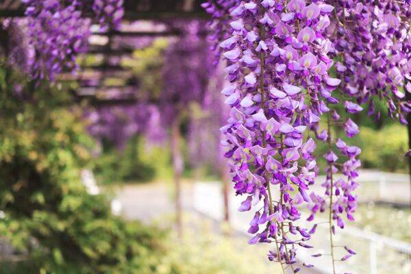Entretien de la glycine