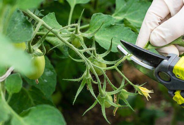 Pincer les tomates, égourmander et effeuiller