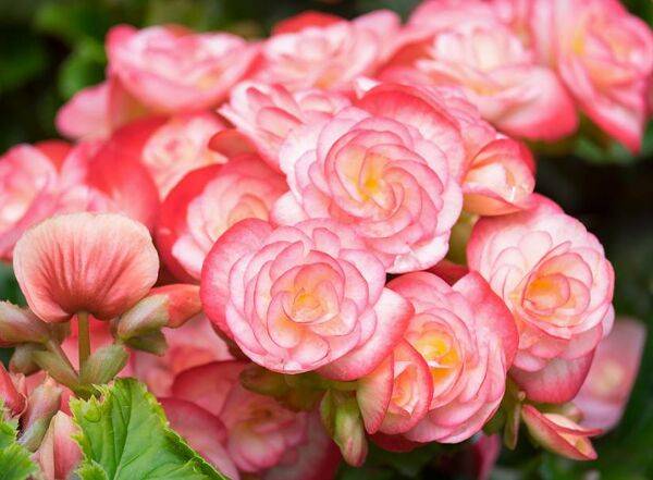 Begonia