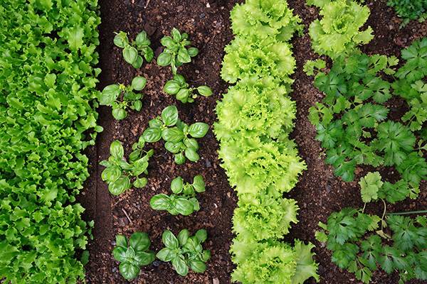 Les salades sont plantées en quinconce