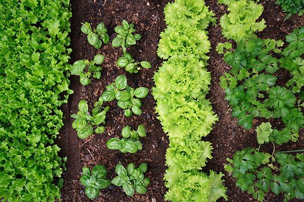 Les salades sont plantées en quinconce