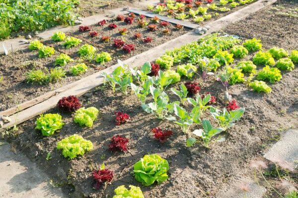 Bien préparer une partie de son jardin pour en faire un potager ? ©audaxl - stock.adobe.com