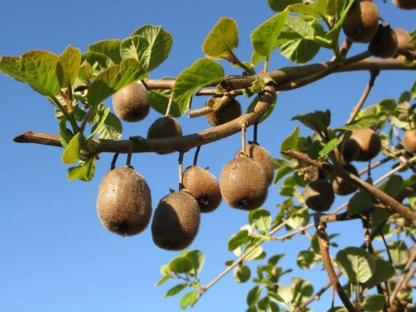 Bouturer le kiwi