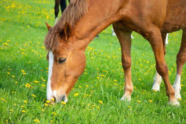 Quelle alimentation pour le cheval ?