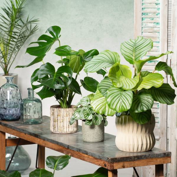 Plante d'intérieur sur étagère