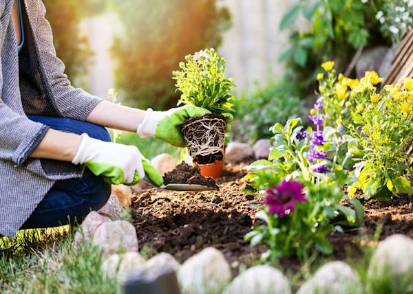 Les plantes vivaces de printemps - © ronstik - stock.adobe.com
