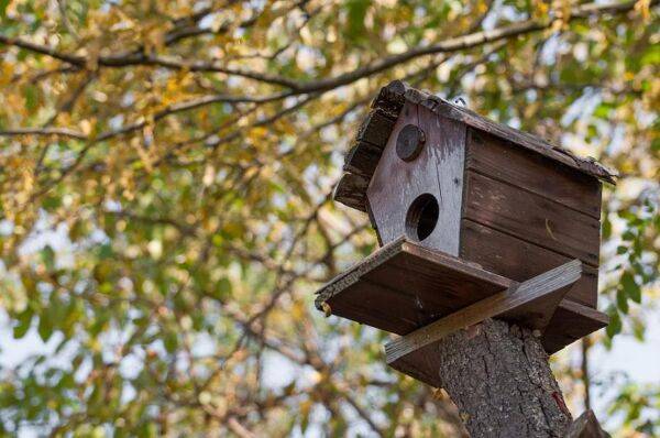 Inspecter nichoirs, mangeoires pour oiseaux