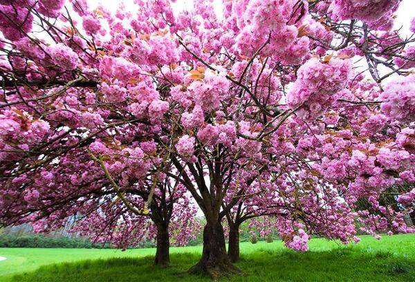 Le cerisier en fleur au Japon