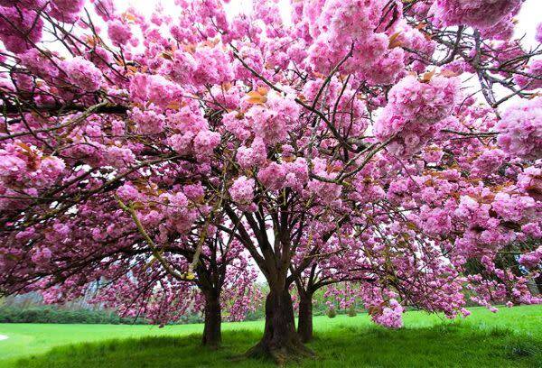Le cerisier en fleur au Japon