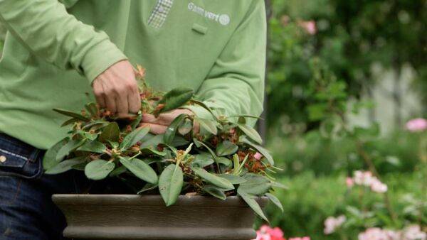 Entretien du rhododendron